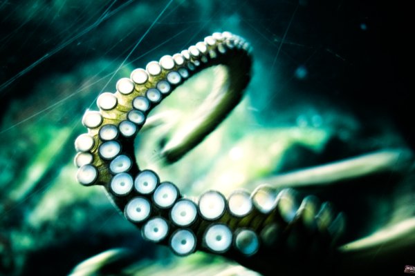 Kraken маркет whitenet только через tor скачать